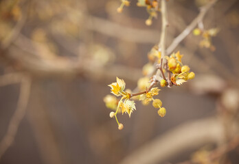 SYCAMORE trees blossoming in the spring