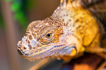 Eyes iguana closeup.