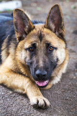 Close-up portrait of a dog, sheepdog sad looking at the camera