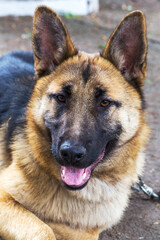 Close-up portrait of a dog, sheepdog sad looking at the camera