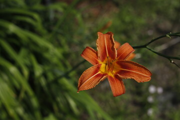 Smolinos pomarańczowy lilia kwiat w ogrodzie