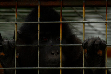 Close up image of a black chimp kept in a small metal cage. The monkey is very sad as it grabs the fence. Its fingers and eyes are highlighted showing signs of what captive animals are going through.