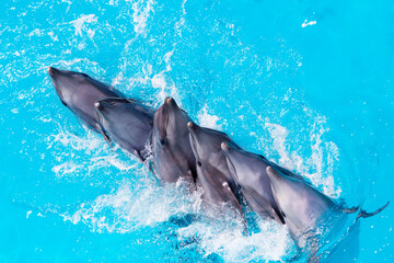 group of dolphins swimming in the clear blue water of the pool closeup