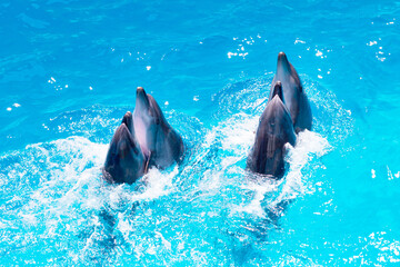 group of dolphins swimming in the clear blue water of the pool closeup