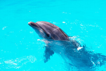 dolphins swim in the pool close-up