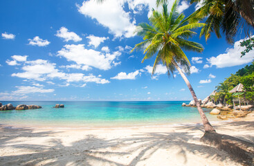 tropical beach with cocnut palm tree