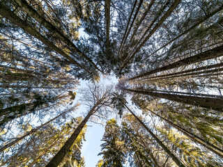 Low angle view of snow covered fir trees in the forest