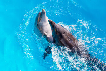 dolphins swimming in the clear blue water of the pool closeup