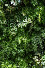 Obraz premium different plant foliage, pattern