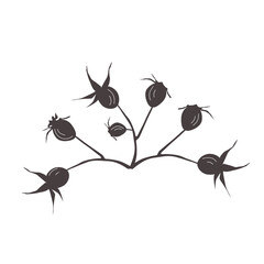Rosehip branch with berries isolated on a white background. Vector