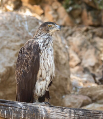 A Bonneli's Eagle in the Jerusalem, Israel, Zoo