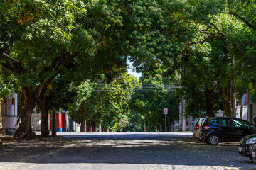 tree-lined street in Belo Horizonte