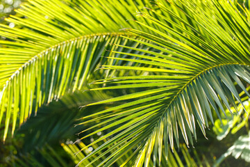 Tropical palm tree branch close up