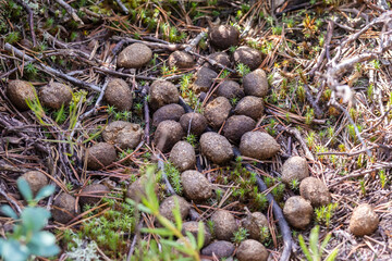 Excrements of elk. Moose litter. Elk droppings in the forest. Feces in the woods, natural background. Elk Poop found in the pine forest.