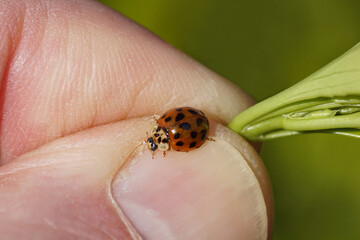 Harlequin ladybird (Harmonia axyridis f. succinea) of the family coccinellidae on the fingers holding a leaf of an euonymus in the garden in the Dutch village of Bergen. Netherlands, March 14, 2020.