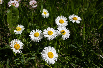 white flowers on the lawn blooming daisies in spring