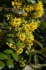 yellow flowers on a green background, Blooming Mahonia aquifolium
