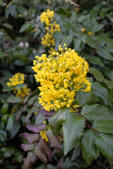yellow flowers on a green background, Blooming Mahonia aquifolium