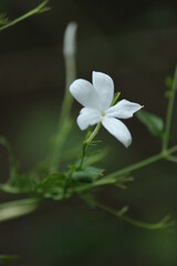 Fototapeta na wymiar jasmine flower