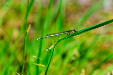 dragonfly on the grass