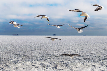 Blocks of ice frozen sea and seagulls