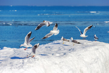 gulls on ice