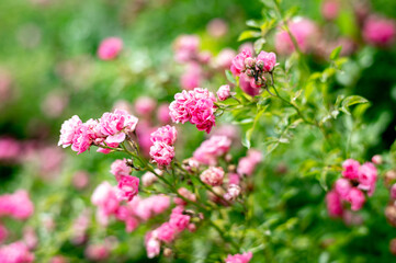 Pink flowers