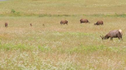 Herd of Elk in meadow