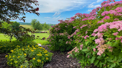 flowers in the country open fields blue sky