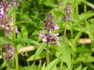 Herbal pink flowers and flying insect