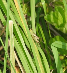 The grasshopper sits on long leaves
