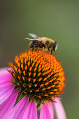 Bee on a Echinacea flower. Pink petals and large yellow stamens of Echinacea. Macro photo. Yellow pollen of a flower. A bee pollinates a flower. Medicinal flower in the garden. Bee body texture
