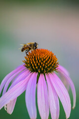 Bee on a Echinacea flower. Pink petals and large yellow stamens of Echinacea. Macro photo. Yellow pollen of a flower. A bee pollinates a flower. Medicinal flower in the garden. Bee body texture