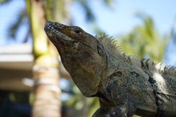 iguana, gekko, reptilia, animal, verde, fauna, naturaleza, dragones, zoo, tropical, inhospitalario, ocular, piel, administrar, árbol, mascota, close-up, animal, retrato, anfíbio, sucursal, balanza, ma