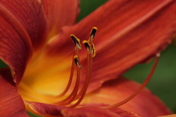 Gelb orange Taglilien Hemerocallis-Hybride in Nahaufnahme © darknightsky