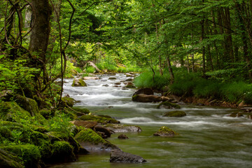 stream in the forest