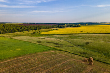 rural landscape with yellow flowers