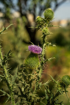 Thorn blooms. Macro photo. A plant with spikes blooms. Rough texture. Green plant with lilac flowers. White pollen on lilac flowers. Small details close up