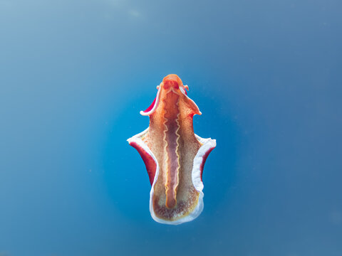 Spanish dancer, Hexabranchus sanguineus, isolated on blue water background. The Spanish dancer is a dorid nudibranch. Picture from Malapascua, Philippines
