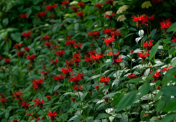 field of red wildflowers