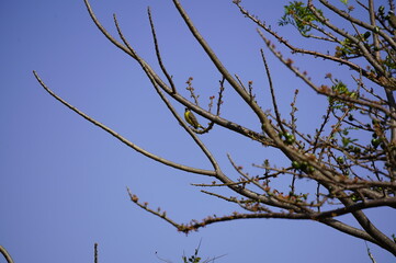 árbol, cielo, naturaleza, sucursal, azul, de invierno, sucursal, árbol, bosque, primavera, fábrica, ciclos, otoñal, madera, diurna, paisaje, muerto, blanco, silueta, jocote