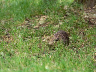 Hedgehog in Grass