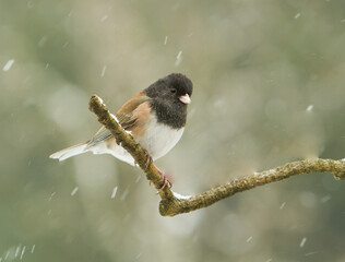 A Junco perched on a branch on a cold winter day with streaked snow flakes showing in the air, in a...