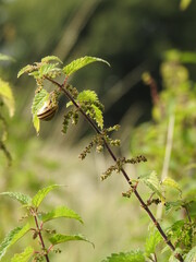 A snail with a shell stuck to the nettle