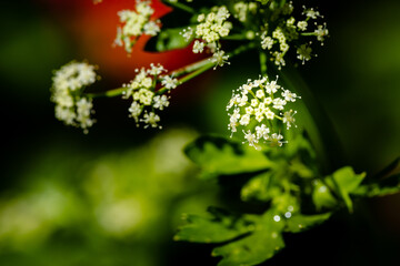 vegetable flowers
