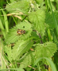 Bee on a green nettle leaf