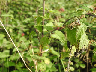 Spider on a twig of nettle