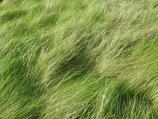 Tall grass arranged by the wind