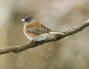 A Junco perched on a branch on a cold winter day with streaked snow flakes showing in the air, in a...