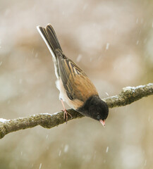 A Junco perched on a branch on a cold winter day with streaked snow flakes showing in the air, in a...